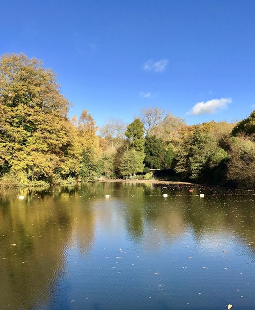 A tranquil pond surrounded by golden autumn trees at Hampstead Heath, London