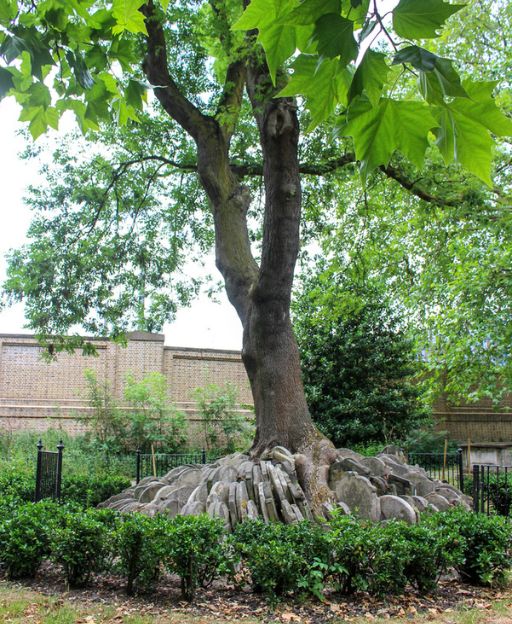The Hardy Tree at St Pancras Old Church in London, an ash tree surrounded by Victorian gravestones arranged by Thomas Hardy