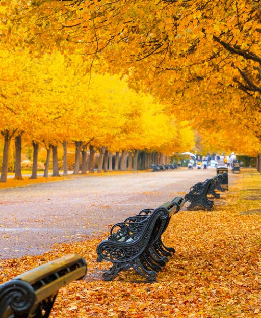 Golden autumn tree-lined avenue in Regent's Park, London, with black iron benches and fallen leaves