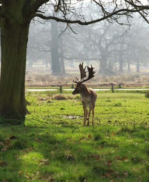 A red deer stag standing in morning mist beneath ancient oak trees in Richmond Park, London