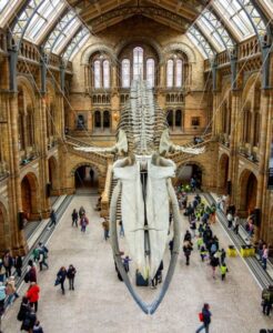 The Hintze Hall at the Natural History Museum in London, featuring the famous blue whale skeleton hanging from the vaulted ceiling with visitors below