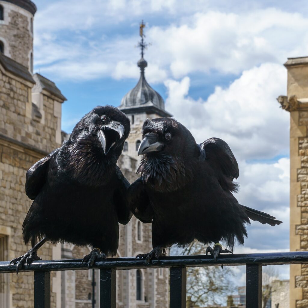 The Ancient Rule That Says Britain Falls If the Tower Ravens Ever Leave