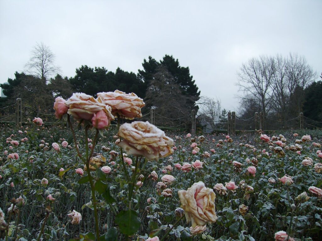 The London Royal Park Where 12,000 Roses Bloom — and Nobody Pays to Enter