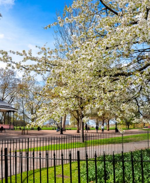 Cherry blossom trees in bloom in Hyde Park, London — one of the city's best free things to do