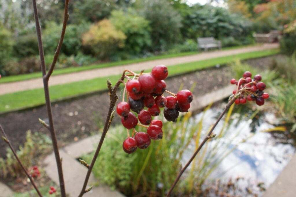 Red berries on bare branches in the Chelsea Physic Garden