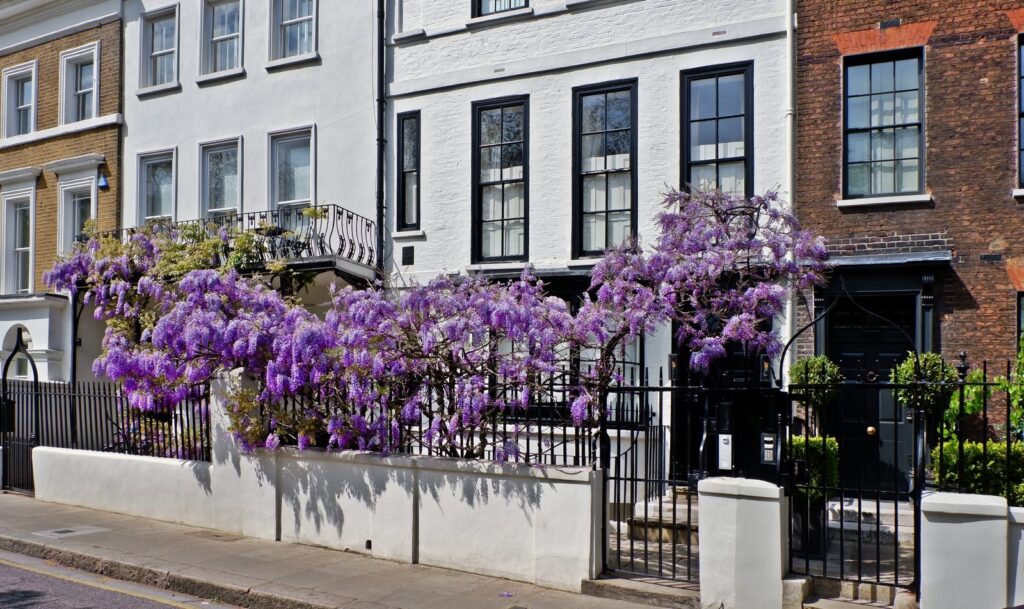Wisteria along a Chelsea terrace on Cheyne Walk