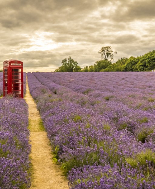 A red telephone box in a lavender field in the Cotswolds, one of the best day trips from London