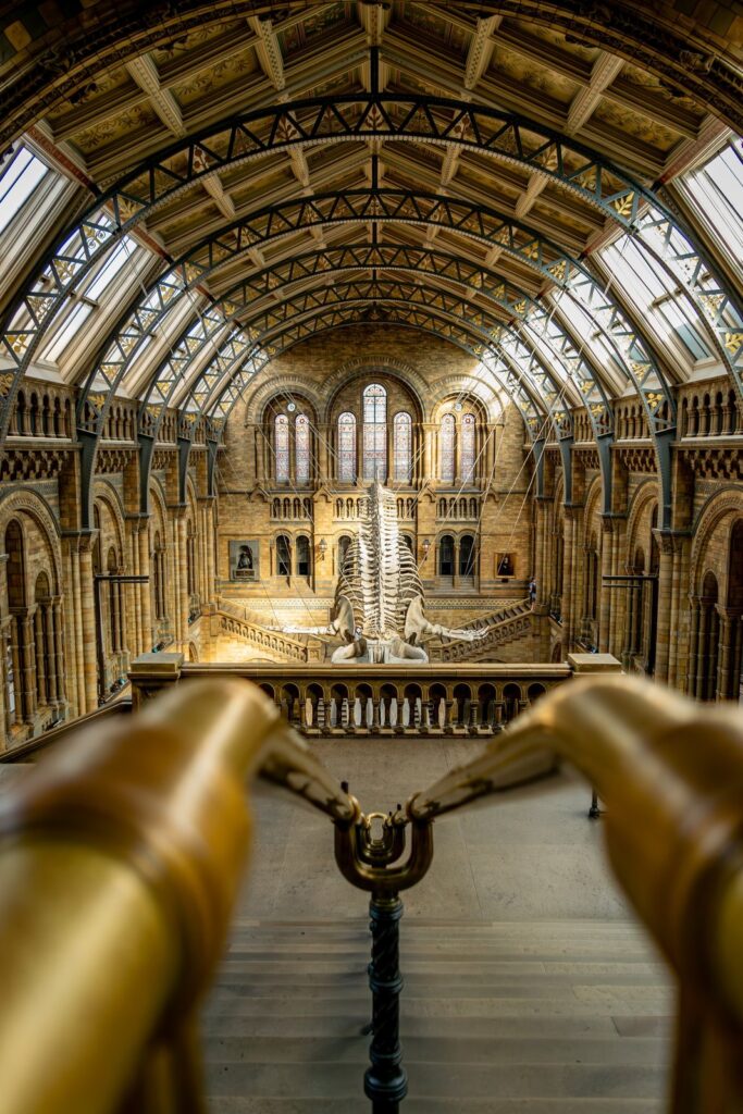 The blue whale skeleton in Hintze Hall at the Natural History Museum