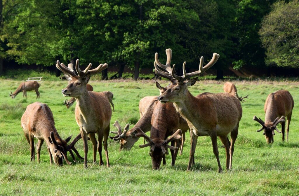 Red deer stags grazing in Richmond Park
