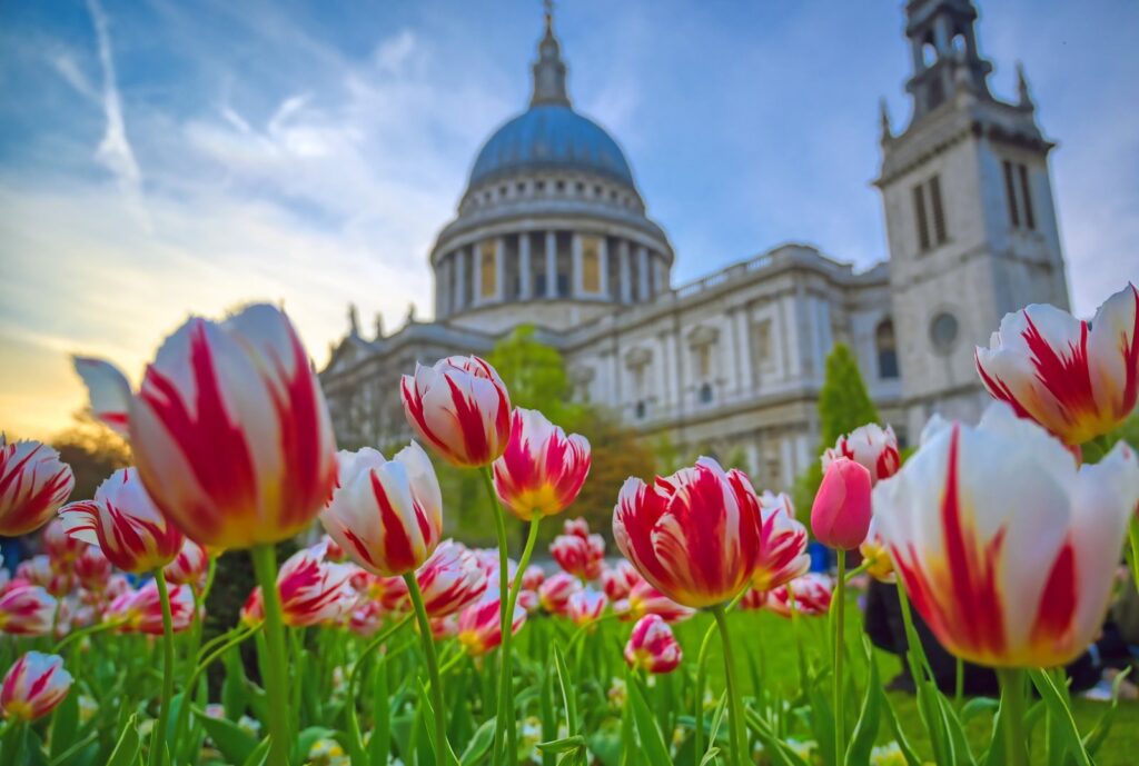 Red and white tulips in front of St Paul's Cathedral