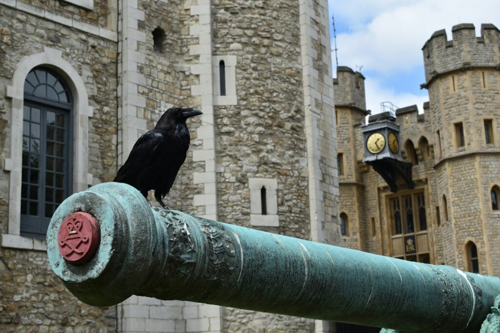The Ravens of the Tower of London — London