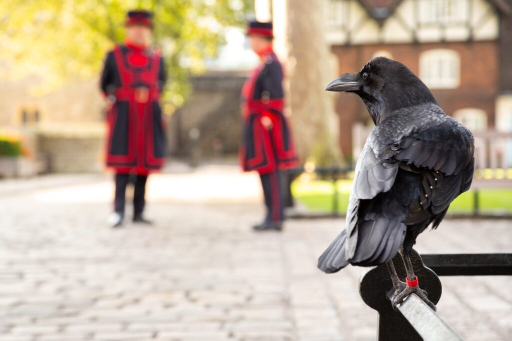 Raven on a railing with two Yeoman Warders behind at the Tower of London