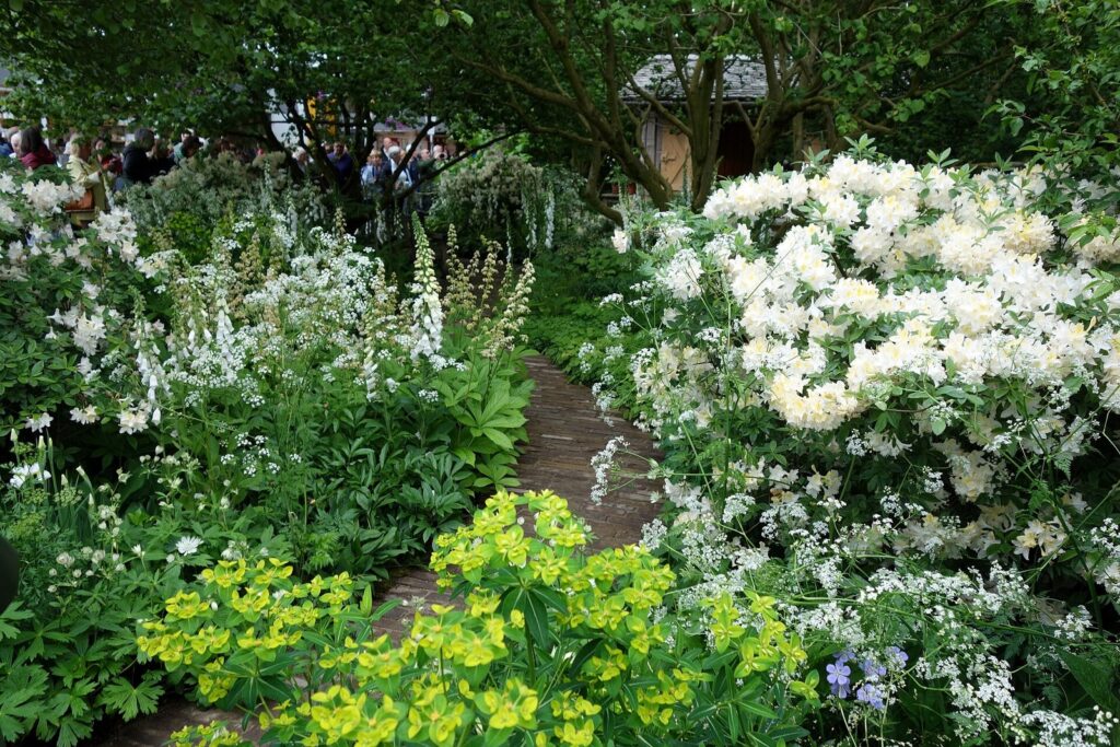 White and lime-green planting along a path in a show garden at the Chelsea Flower Show, 2024